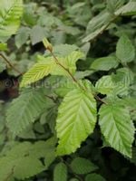 Grab pospolity idealny na żywopłot szpaler