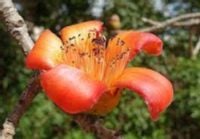 BOMBAX MALABARICUM - sadzonki w doniczkach