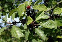 KRUSZYNA POSPOLITA Frangula alnus NASIONA 5000 sztuk - 100g.