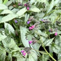 Miodunka 'Majeste' (Pulmonaria) Duża sadzonka Różowo Fioletowe Kwiaty