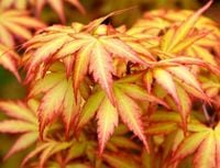 POMARAŃCZOWY KLON PALMOWY KATSURA Ładne Sadzonki