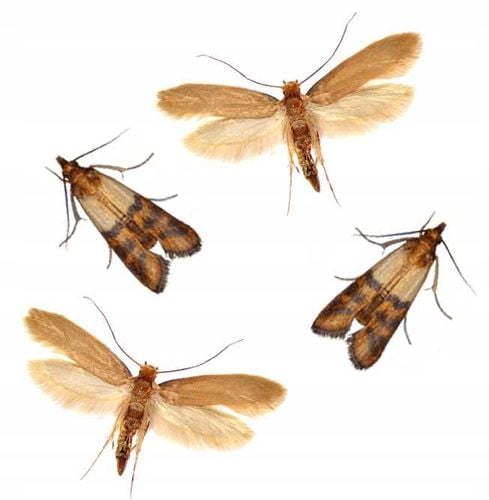 BROS - dysk na mole kwiat pomarańczy - 5 szt. na Arena.pl