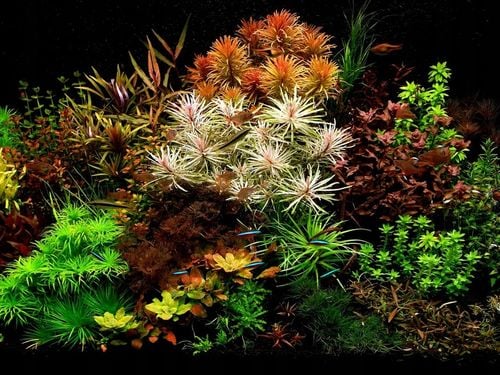 QualDrop K CLARITY Plant One 500 ml - nawóz potas na Arena.pl