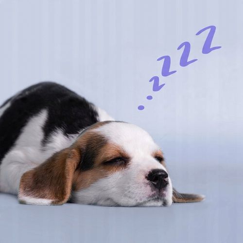 SUPLEMENT USPOKAJAJĄCY na STRES dla PSA Relax Formula Dog na Arena.pl