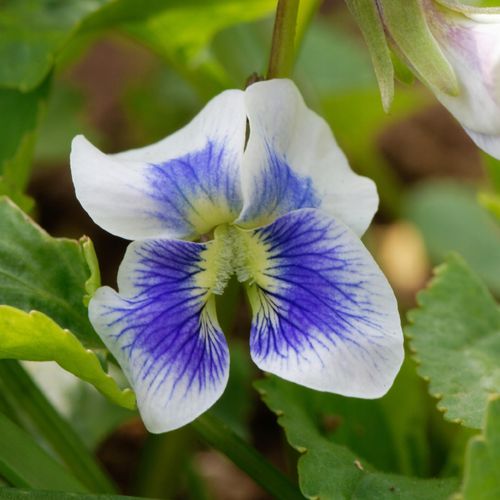 Fiołek Motylkowy 'Priceana' (Viola sororia) Doniczka 1.0L na Arena.pl