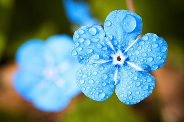 Wexor Prfum Do Prania 200 Ml Fiori Blue zdjęcie 6