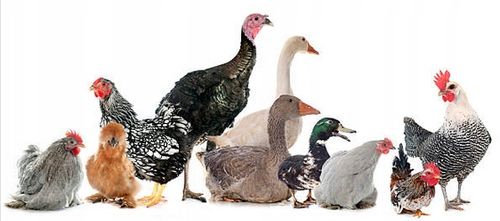 RESPIVAL ochrona dróg oddechowych drób trzoda wysokie stężenie amoniaku 1l na Arena.pl