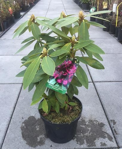 Różanecznik Polarnacht C3 E na Arena.pl