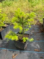 Jodła Frasera 3 letnia (Abies Fraseri) 20-30 cm DONICZKA