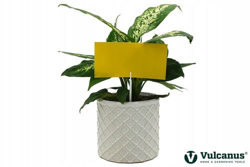 40x Lep Do Doniczek Żółty Na Mszyce Ziemiórki Owady Szkodniki Lepy na Arena.pl