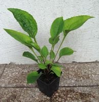 JEŻÓWKA PURPUROWA Lustre Hybrids - sadzonki w don.