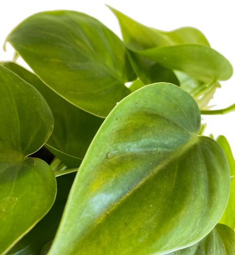 FILODENDRON SCANDENS  15 cm na Arena.pl