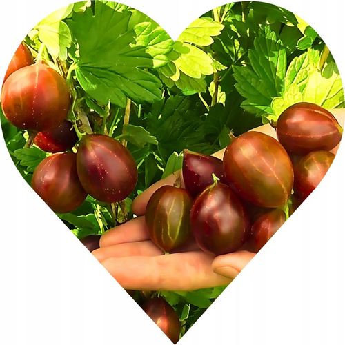 Agrest GIGANT OLBRZYMI – Czerwony kolos w Twoim ogrodzie KRZEW na Arena.pl