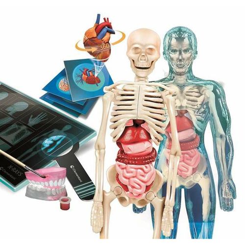 Gra naukowa Clementoni Superanatomía (ES) na Arena.pl