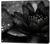 Obraz 100x90cm Lotos w Czerni