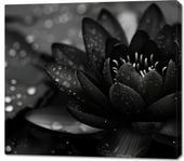 Obraz 100x90cm Lotos w Czerni