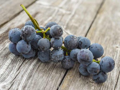 Winorośl (Vitis) Fredonia C2 E na Arena.pl