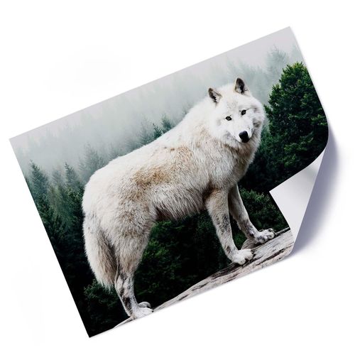 Plakat, Biały wilk 100x70 na Arena.pl