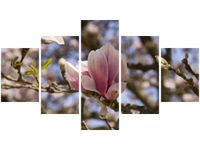 75CM 120 OBRAZ 5 ELEM KWITNĄCE MAGNOLIE ŚCIENNY DRUK