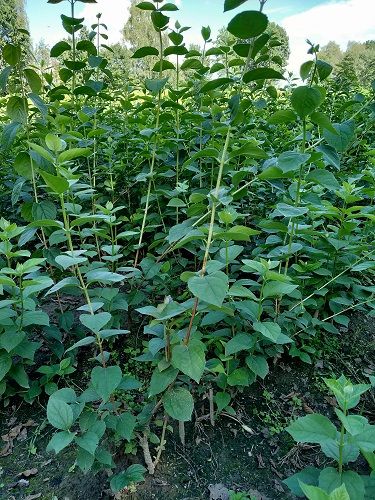GK JAŚMIN JAŚMINOWIEC WONNY 60-80 CM PACHNĄCE KWIATY SZYBKI ŻYWOPŁOT na Arena.pl