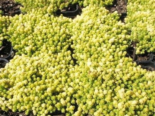 Rozchodnik ostry YELLOW QUEEN Sedum Żółty dywan Sadzonki w doniczkach P9 na Arena.pl