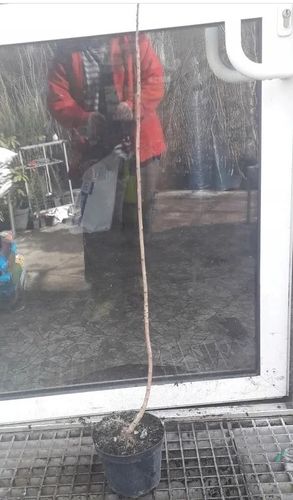 PERUKOWIEC PODOLSKI zielony - sadzonki 50 / 80 cm na Arena.pl