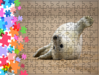 Puzzle tradycyjne Zwierzęta - Foka