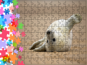 Puzzle tradycyjne Zwierzęta - Foka