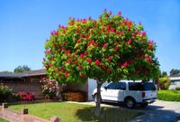 KASZTANOWIEC BRIOTTI czerwony szczepiony oryginał - sadzonki 30 / 50 cm