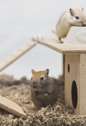 COMFY COTTON BEDDING PODŁOŻE BAWEŁNIANE 10L na Arena.pl