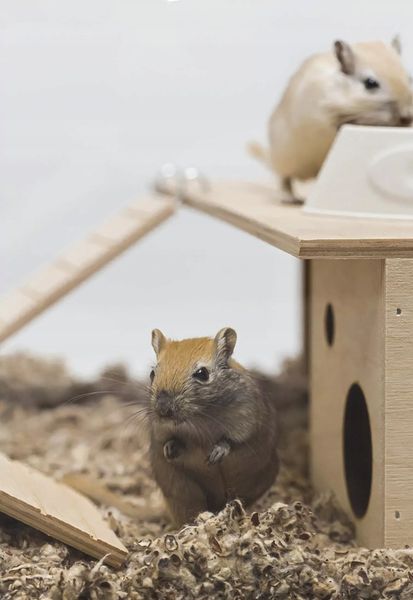 COMFY COTTON BEDDING PODŁOŻE BAWEŁNIANE 10L zdjęcie 3