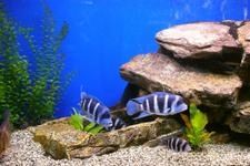 15 kg SZARY PIASEK KWARCOWY DO AKWARIUM 0,6-1,2mm na Arena.pl