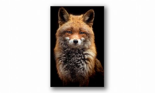 OBRAZ NA PŁÓTNIE 122 Lisek 30x40cm na Arena.pl