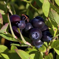 Borówka amerykańska niska EMIL Kanadyjska Sadzonki 3-letnie w doniczkach 2L