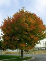 GK KLON JESIONOLISTNY ACER NEGUNDO 30-50 CM.