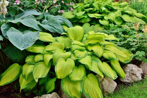 Funkia 'Stained Glass' (Hosta) Jasne liście Doniczka 2.5L na Arena.pl