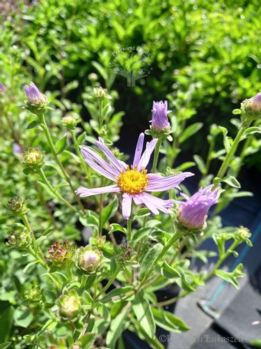 Aster gawędka sadzonka do każdego ogródka na Arena.pl
