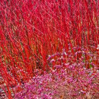 Dereń biały SIBIRICA Na żywopłot Czerwone pędy Sadzonki C2