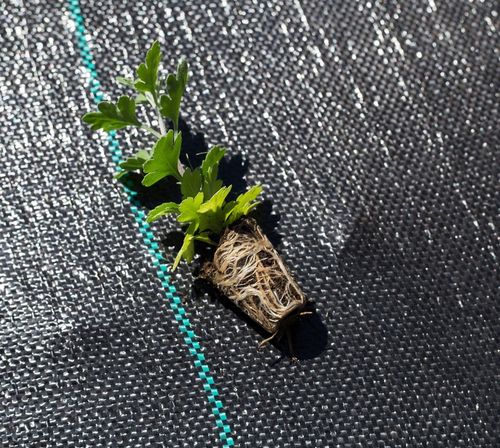 AGROTKANINA 110G 3,2x50m PREMIUM UV 3% AGROWŁÓKNINA CZARNA MATA + KOŁKI na Arena.pl