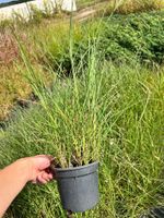 Miskant chiński 'Yakushima' (Miscanthus sinnesis)