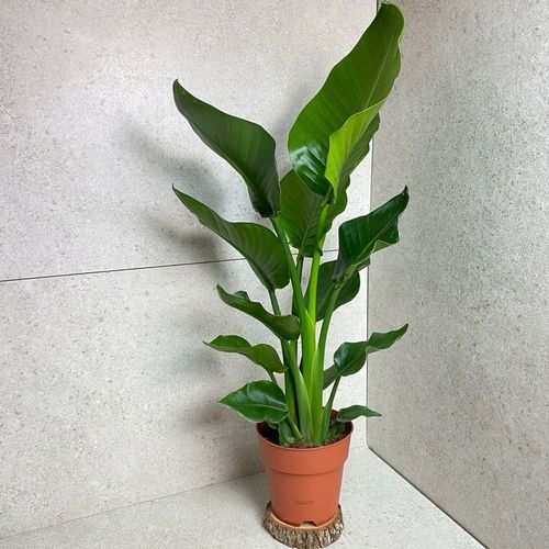 Strelitzia Nicolai Strelicja Biała Rajski Ptak XL na Arena.pl