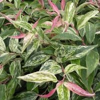 Kiścień wawrzynowy RAINBOW Trójkolorowy Do cienia Zimozielony Duże sadzonki