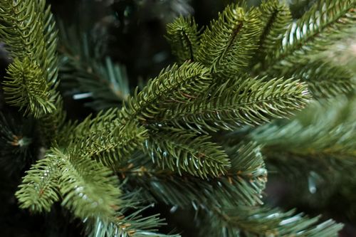 Choinka Jodła Szlachetna 220m na Arena.pl