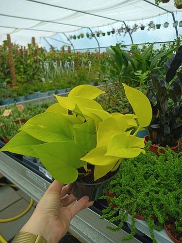 Epipremnum Golden Pothos Neon Żółty Gold Złocisty Scindaptus Epiprenium na Arena.pl