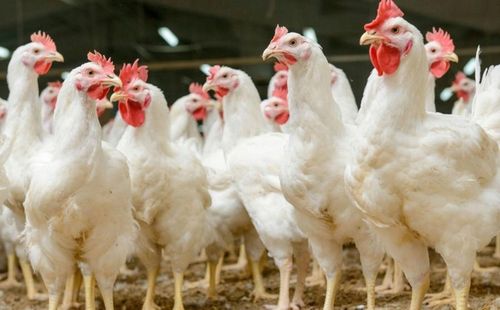 Witaminy dla KUR NIOSEK 10kg Witaminy i Mikroelementy dla Drobiu CHICK na Arena.pl