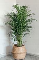 Areka palma Areca Dypsis czyści powietrze Wys. 70cm ZIMOWE ZABEZPIECZENIE