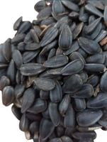 Słonecznik karma dla ptaków czarny 5 kg ziarno nasiona karmnik GRATIS