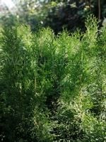 Thuja Szmaragd tuja sadzonka żywopłot szpaler