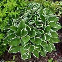 Funkia FRANCEE Hosta Biało-obrzeżona Sadzonki P11