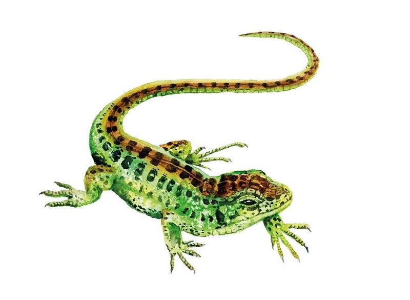 Gra Łąka (Meadow) PL zdjęcie 14